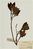 藏品(榕屬)的圖片